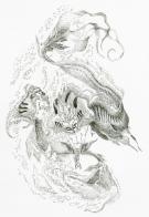 Giovanni Rigano - Illustration originale, Sirena